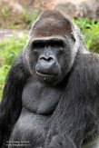 NAP02201782 westelijke laaglandgorilla / Gorilla gorilla gorilla