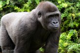 NAP02201794 westelijke laaglandgorilla / Gorilla gorilla gorilla