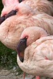 NA01171120 kleine flamingo / Phoeniconaias minor