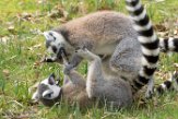 NA01171146 ringstaartmaki / Lemur catta