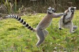NA01171173 ringstaartmaki / Lemur catta