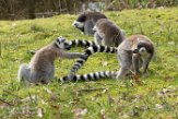 NA01171177 ringstaartmaki / Lemur catta