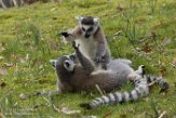 NA01171182 ringstaartmaki / Lemur catta