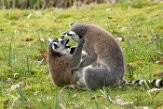 NA01171185 ringstaartmaki / Lemur catta