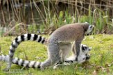 NA01171192 ringstaartmaki / Lemur catta