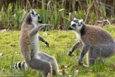 NA01171193 ringstaartmaki / Lemur catta