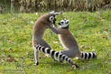 NA01171196 ringstaartmaki / Lemur catta