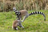 NA01171198 ringstaartmaki / Lemur catta