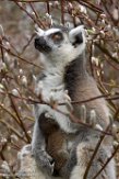 NA01171207 ringstaartmaki / Lemur catta