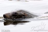 NA01171235 Zuid-Amerikaanse zeebeer / Arctocephalus australis