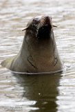 NA01171248 Zuid-Amerikaanse zeebeer / Arctocephalus australis