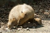 NAA01136363 capibara / Hydrochoerus hydrochaeris