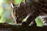 NAA01136385 margay / Leopardus wiedii