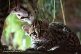 NAA01136390 margay / Leopardus wiedii