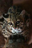 NAA01136403 margay / Leopardus wiedii