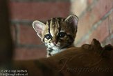 NAA01136421 margay / Leopardus wiedii