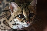 NAA01136425 margay / Leopardus wiedii