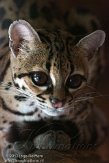 NAA01136431 margay / Leopardus wiedii