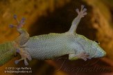 NAA01136468 Madagaskarreuzendaggekko / Phelsuma grandis