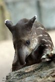 NAA01136497 laaglandtapir / Tapirus terrestris