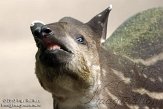 NAA01136507 laaglandtapir / Tapirus terrestris