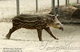 NAA01136516 laaglandtapir / Tapirus terrestris