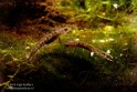 NAA01150210 vuursalamander /Salamandra salamandra