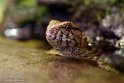 NAA02158110 Chinese krokodilstaarthagedis / Shinisaurus crocodilurus