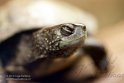 NAA02158112 Europese moerasschildpad / Emys orbicularis