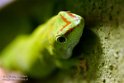 NAA02158144 Madagaskarreuzendaggekko / Phelsuma grandis