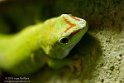 NAA02158146 Madagaskarreuzendaggekko / Phelsuma grandis