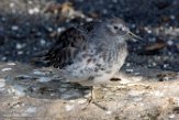 NAA1171305 Beringstrandloper / Calidris ptilocnemis