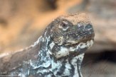 NAA1171318 Guetemalaanse stekelstaartleguaan / Ctenosaura palearis