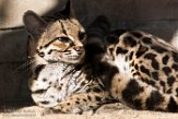 NAA1171378 margay / Leopardus wiedii