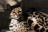 NAA1171383 margay / Leopardus wiedii