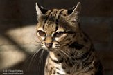 NAA1171389 margay / Leopardus wiedii