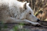 NAA1171401 Hudson Bay wolf / Canis lupus hudsonicus