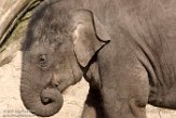 NAA1171404 Aziatische olifant / Elephas maximus