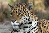 NAA1171479 jaguar / Panthera onca