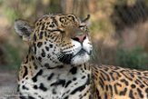 NAA1171481 jaguar / Panthera onca