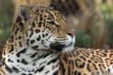 NAA1171492 jaguar / Panthera onca
