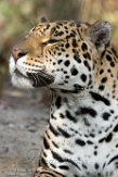 NAA1171496 jaguar / Panthera onca