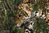 NAA1171505 jaguar / Panthera onca