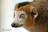 NVA01151810 kroonmaki / Eulemur coronatus