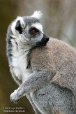 NVA01151813 ringstaartmaki / Lemur catta
