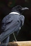 NVA01151851 schildraaf / Corvus albus