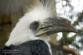 NVA01151868 langkuifneushoornvogel / Berenicornis comatus