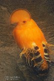 NVA01151879 oranje rotshaan / Rupicola rupicola