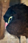 NAV01201586 nachthokko / Nothocrax urumutum