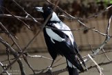 NAV01201599 zwartrugfluitvogel / Gymnorhina tibicen